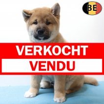 Shiba Inu 051225 M(BE6104) 060226 verkocht - vendu.jpg