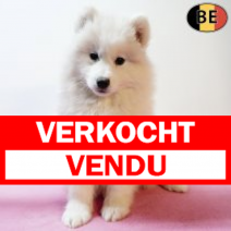 Samojeed 021225 F(BE4658) 040226.verkocht-vendu.png