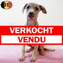 Italiaanse Windhond 081225 F(BE2247) 110226 verkocht - vendu.jpg