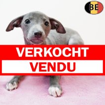 Italiaanse Windhond 081225 F(BE2271) 110226 verkocht - vendu.jpg