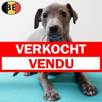 Italiaanse Windhond 081225 M(BE2242) 110226 verkocht - vendu.jpg