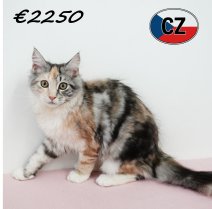 Maine Coon 121025 F (CZ9111) 180226.JPG