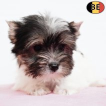 Biewer Yorkshire 071225 F(BE1177) 180226.jpg