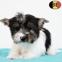 Biewer Yorkshire 071225 M(BE1173) 180226.jpg