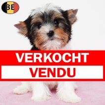 Biewer Yorkshire 071225 F(BE1169) 180226 verkocht - vendu .jpg