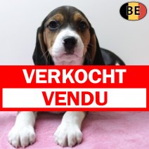 Beagle 301125 F(BE5933) 060226 verkocht - vendu.jpg