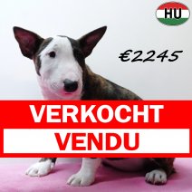 Mini Bull Terrier 091025 F(HU8622) 280126 verkocht - vendu.jpg