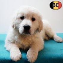 Golden Retriever 161225 M(BE4938) 190226.jpg