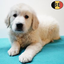 Golden Retriever 161225 M(BE5390) 190226.jpg