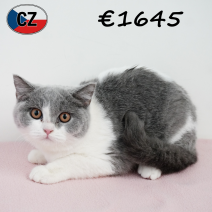 Britse Korthaar 091025 F (CZ9114) 180226.png