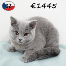 Britse Korthaar 161025 M (CZ9115) 180226.png