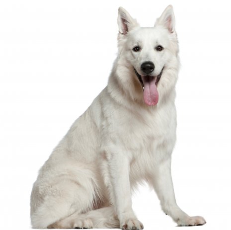 Berger Blanc Suisse 02