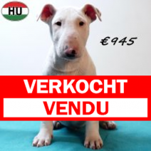 Bull Terrier 040925 M(HU8542) 201225.verkocht-vendu.png