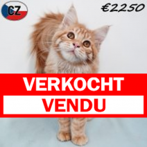 Maine Coon 150925 M(CZ3933) 280126.verkocht-vendu.png