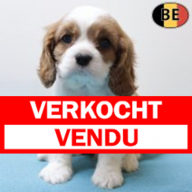 Cavalier King Charles 011225 M(BE6114) 060226.verkocht-vendu.png