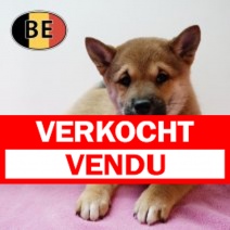 Shiba Inu 201125 F (BE1205) 210126.verkocht-vendu.png
