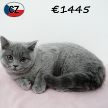 Britse Korthaar 161025 F (CZ9112) 180226.JPG.png