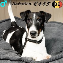 Engelse Fox Rataplan 050825 M(BE1318) 241225..jpg