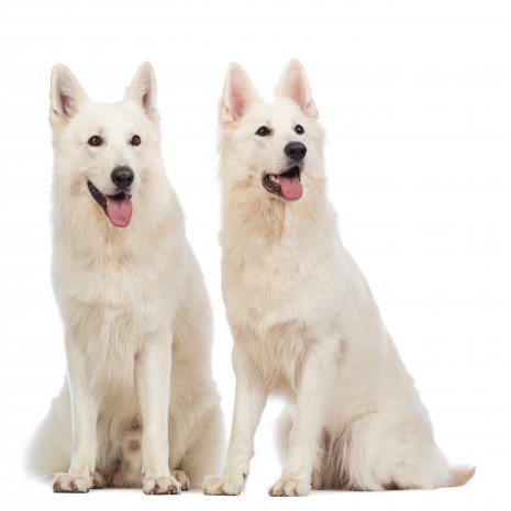 Berger Blanc Suisse 04