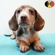 Teckel 171225 M(BE2999) 200226.jpg