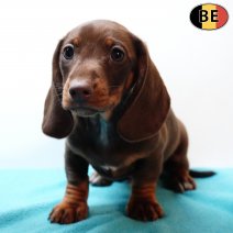 Teckel 171225 M(BE3920) 200226.jpg