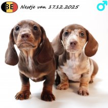 Teckel Korthaar nestje van 171225 M(BE) 200226.jpg