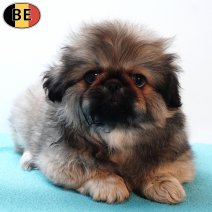Pekingees 111225 M(BE2652) 200226.jpg