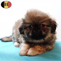 Pekingees 111225 M(BE2883) 200226.jpg