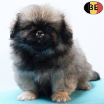 Pekingees 111225 M(BE6381) 200226.jpg