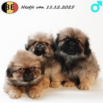 Pekingees nestje van 111225 M(BE) 200226.jpg