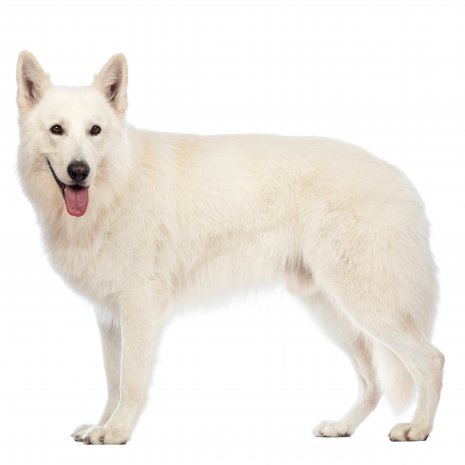 Berger Blanc Suisse 03