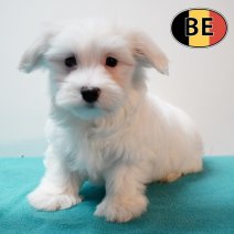 Maltezer 171225 M (BE1168) 200225.JPG