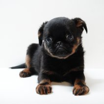 Petit Braban&ccedil;on pups te koop