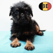 Belgische Griffon 051225 M (BE6051) 200225.JPG