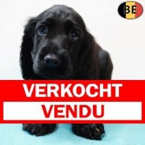 Engelse Cocker 021225 M(BE8206) 040226 Verkocht - Vendu.jpg