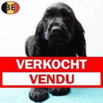 Engelse Cocker 251125 M(BE2425) 280126 Verkocht - Vendu.jpg