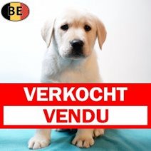 Labrador 031225 M(BE4979) 040226 Verkocht - Vendu.jpg