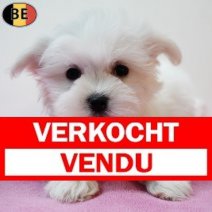 Maltezer 261125 F(BE5426) 040226 Verkocht - Vendu.jpg