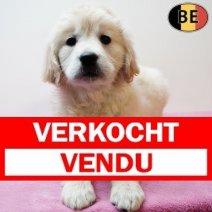 Golden Retriever 161225 F(BE4342) 190226 Verkocht - Vendu.jpg