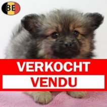 Keesje 101225 F(BE6179) 060226 Verkocht - Vendu.jpg