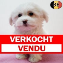 Maltezer 261125 F(BE6904) 040226 Verkocht - Vendu.jpg