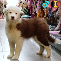 Australische Herder 161125 M(BE2082) 220226.jpg