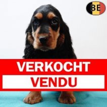 Engelse Cocker 021225 M(BE1596) 110226 Verkocht - Vendu.jpg