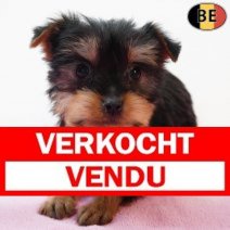 Yorkshire Terrier 251125 F(BE6009) 040226 Verkocht - Vendu.jpg