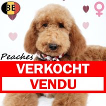 Koningspoedel 140825 F(BE1070) 150226 verkocht - vendu .jpg