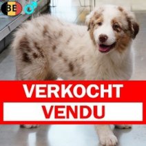 Australische Herder 161125 M(BE6617) 220226 Verkocht - Vendu.jpg