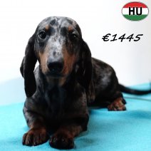 Teckel 020825 M(HU7261) 220226.jpg