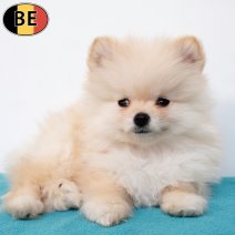 Dwergkees 111225 M(BE3292) 110226..jpg