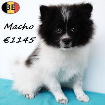 Keesje Macho 17102025 M(BE1912) 220226.jpg