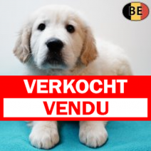 Golden Retriever 161225 M(BE4524) 190226.verkocht-vendu.png